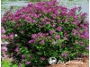 Alyva mejerio ,Bloomerang Dark Purple' (lot. Syringa meyeri)